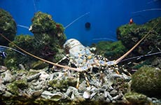 Океанариум Sochi Discovery World Aquarium